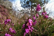 21 Erica in fiore